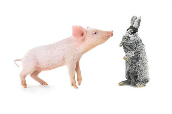 71年属猪和75年属兔合不合_71年猪75年兔婚姻财运如何