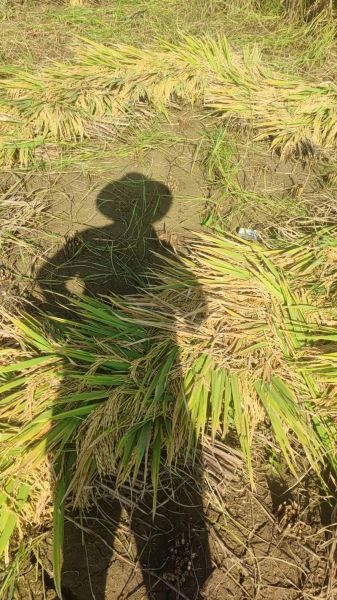 梦到割稻谷是什么意思_梦见割稻谷预示什么