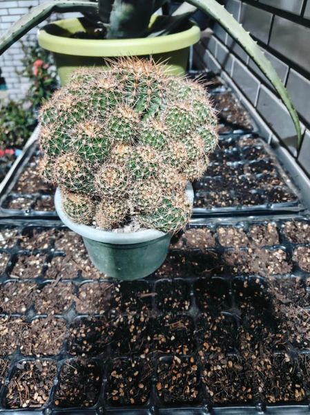 家里养刺球对财运好吗_仙人掌风水禁忌