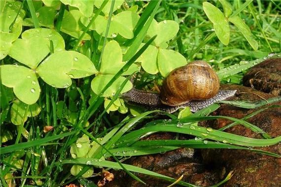 梦到捡田螺是什么意思_周公解梦捡田螺预示什么