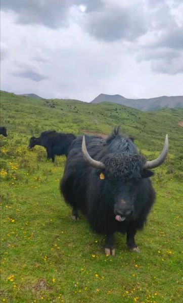 梦到牦牛是什么意思_牦牛在梦里代表什么