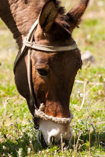 怀孕梦到驴是什么意思_孕妇梦见驴预示什么