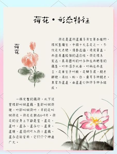 梦到荷花池是什么意思_荷花池梦境解析