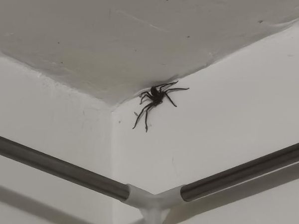 蜘蛛有财运是真的吗_蜘蛛招财风水禁忌