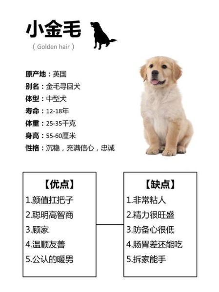 梦到金毛是什么意思_梦见金毛犬的吉凶预兆