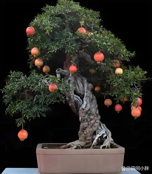 石榴木财运方向_石榴木命财位在哪