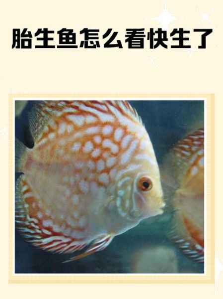 准爸爸梦到鱼是什么意思_胎梦解析与心理暗示