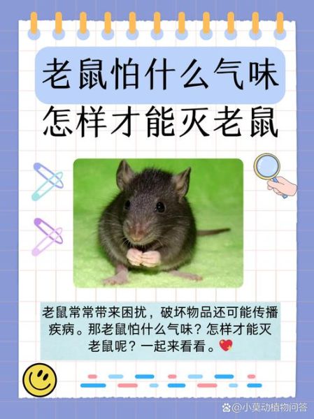 梦到杀老鼠是什么意思_如何化解