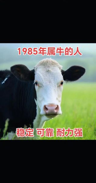 85属牛财运如何_85年属牛人2024年财运提升方法