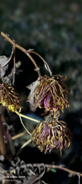 梦到花开败是什么意思_梦见花凋谢预示什么