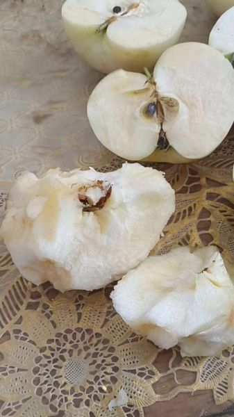 梦到苹果里有虫子_是什么意思