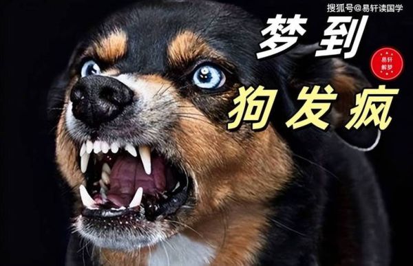 梦到狗变成男人_是什么意思