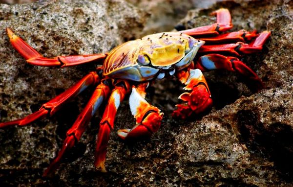 梦到吃蟹肉是什么意思_梦到吃蟹肉预示什么