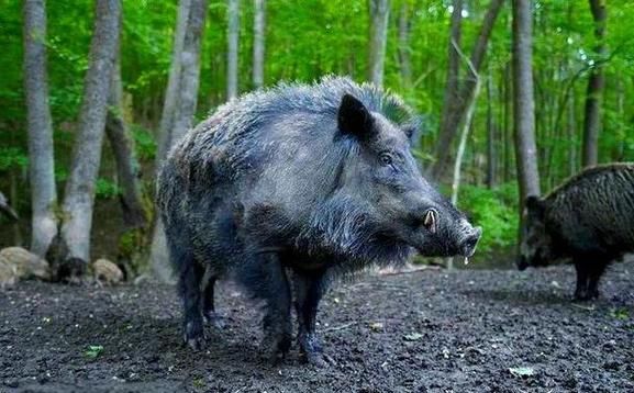 梦到打猎是什么意思_打猎梦境解析