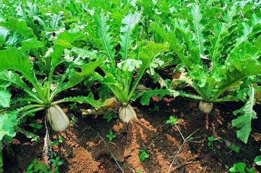 怀孕梦到萝卜是什么意思_孕妇梦见萝卜生男生女