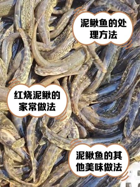 梦到泥鳅鱼是什么意思_泥鳅鱼梦境解析