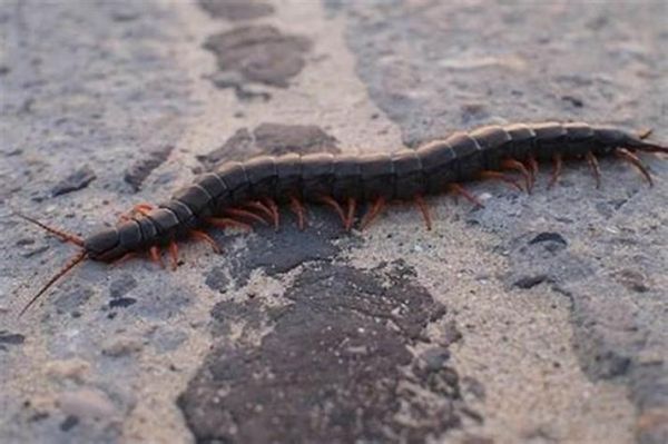 梦到踩蜈蚣_是什么预兆